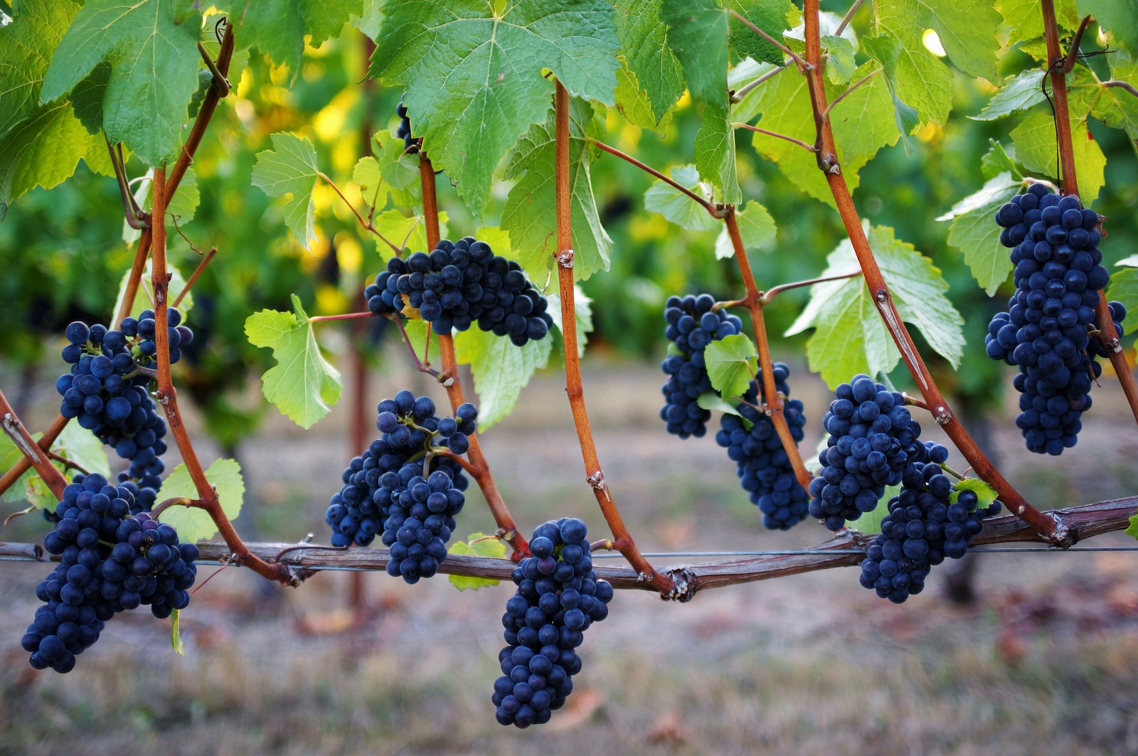 Pinot Noir Grapes in Oregon