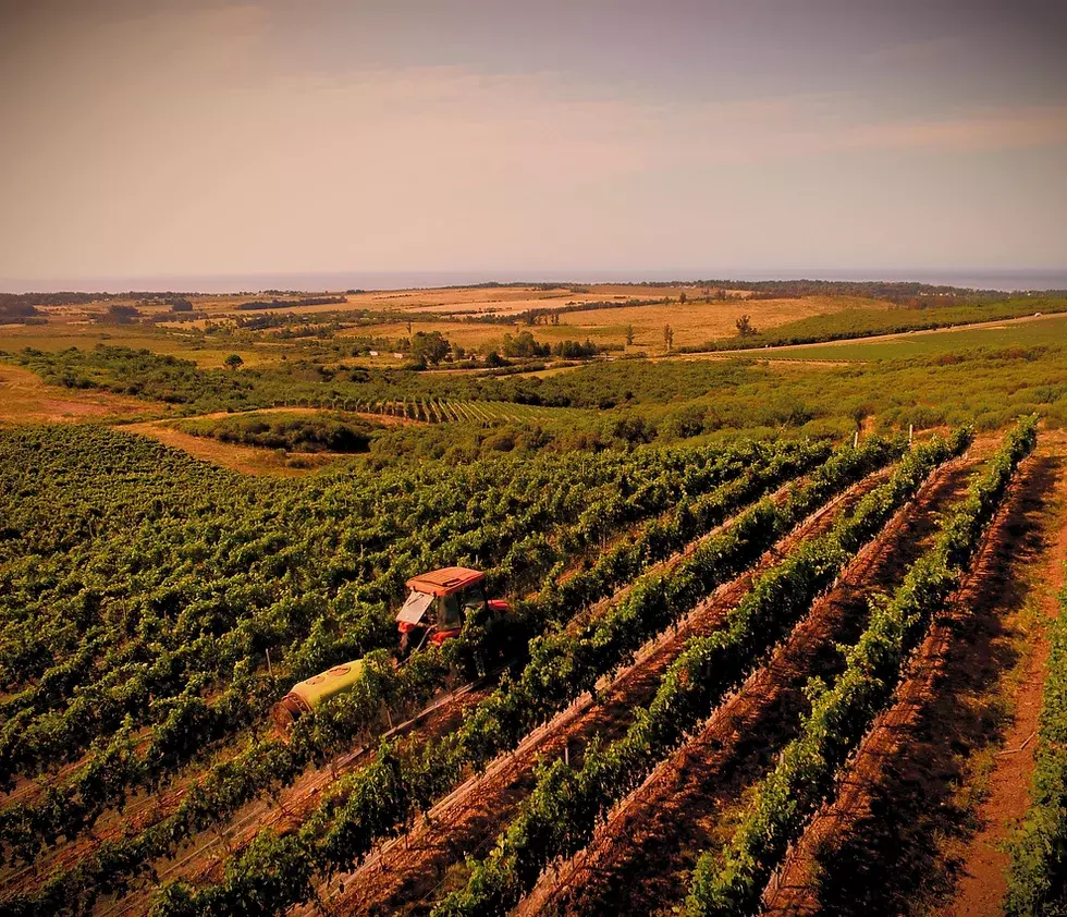 Bodega Cerro del Toro Image