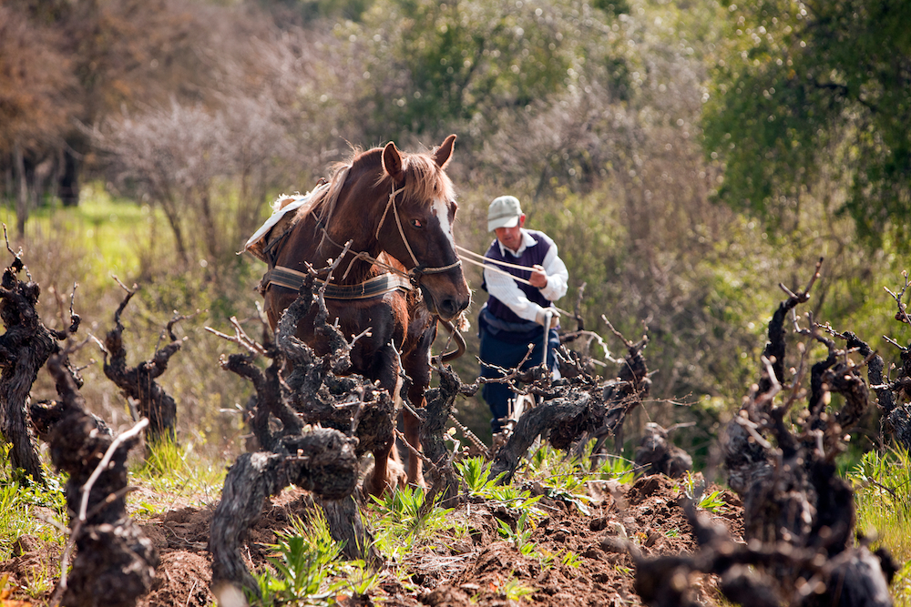 Small production winemakers by Matt Wilson