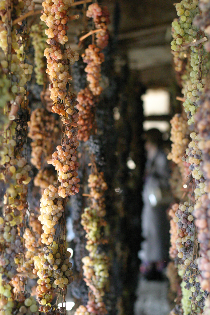 Grapes drying in the rafters at Castello di Volpaiasuch in Chianti. by Chris Pencis